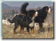 Berner Sennenhund