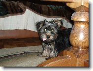 Jorkšírský terier, Yorkshire Terrier,