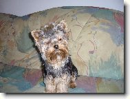 Jorkšírský terier, Yorkshire Terrier,