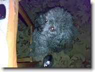 Poodle, Caniche