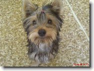 Jorkšírský terier, Yorkshire Terrier,