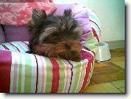Jorkšírský terier, Yorkshire Terrier,