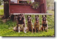 Chien de Berger Belge - Malinois