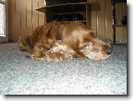 English Cocker Spaniel