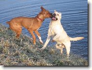 Rhodesian Ridgeback