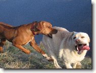 Rhodesian Ridgeback