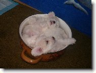 Bichon á poil frisé, Bichon Frise