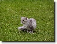 Turkish Angora