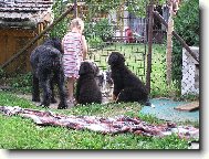 Berner Sennenhund