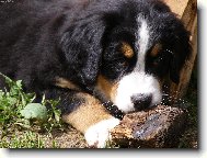 Berner Sennenhund