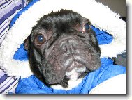 Bouledogue francais, French Bulldog