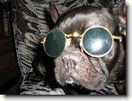 Bouledogue francais, French Bulldog