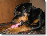 Rottweiler