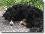 Berner Sennenhund