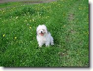 Bichon á poil frisé, Bichon Frise