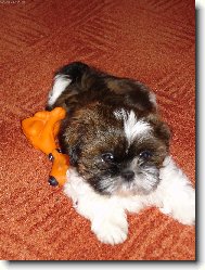 icu, Shih-Tzu