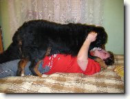 Berner Sennenhund