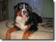 Berner Sennenhund