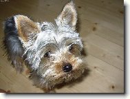 Jorkšírský terier, Yorkshire Terrier,