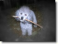 Poodle, Caniche