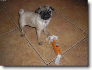 Pug