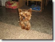 Jorkšírský terier, Yorkshire Terrier,