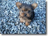 Jorkšírský terier, Yorkshire Terrier,