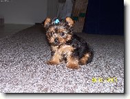 Jorkšírský terier, Yorkshire Terrier,