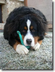 Berner Sennenhund