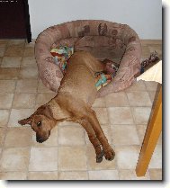 Rhodesian Ridgeback