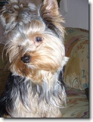 Jorkšírský terier, Yorkshire Terrier,