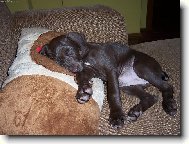 Weimaraner, Weimaraner Vorsterhund