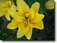Lilium