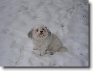 Bichon á poil frisé, Bichon Frise