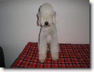 Bedlington Terrier