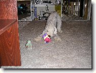 Bedlington Terrier