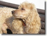 Poodle, Caniche