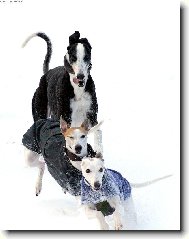 Whippet \(Dog standard\)