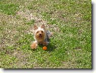 Jorkšírský terier, Yorkshire Terrier,