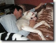 Deutscher Boxer