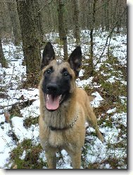 Chien de Berger Belge - Malinois