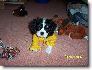 Cavalier King Charles Spaniel