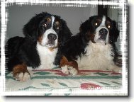 Berner Sennenhund