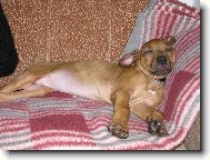 Rhodesian Ridgeback