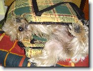 Jorkšírský terier, Yorkshire Terrier,
