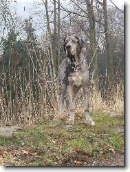 Deutsche Dogge