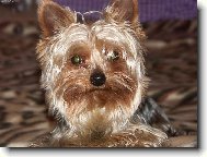 Jorkšírský terier, Yorkshire Terrier,