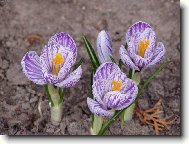 Lachenalia