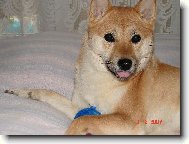 Shiba Inu