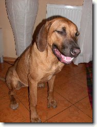 Rhodesian Ridgeback